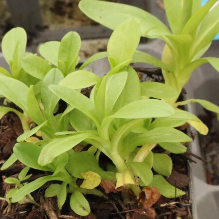 MYOSOTIS scorpioides