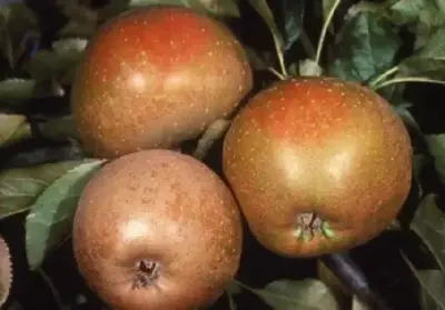 Malus domestica 'Ashmead's Kernel' (Apple)