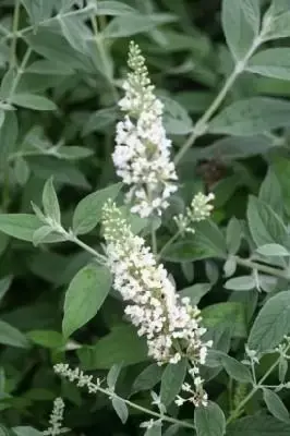 BUDDLEJA 'White Chip'