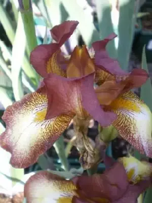 IRIS 'Kent Pride'