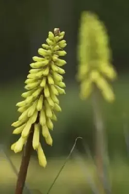 KNIPHOFIA 'Lemon Popsicle'