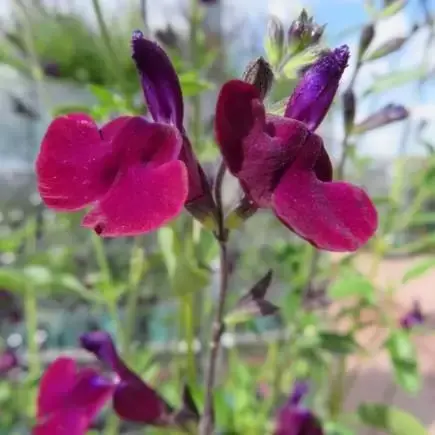 SALVIA x jamensis 'Nachtvlinder' - image 1