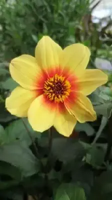 DAHLIA 'Moonfire'