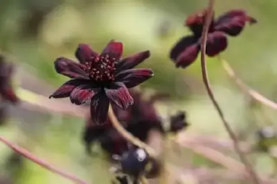 COSMOS atrosanguineus 'Chocamocha'