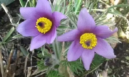 PULSATILLA vulgaris
