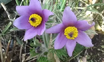 PULSATILLA vulgaris