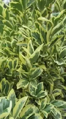 EUONYMUS japonicus 'Bravo'