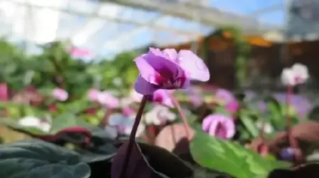 CYCLAMEN coum