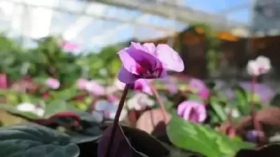 CYCLAMEN coum