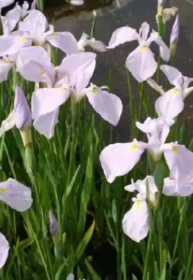 IRIS ensata 'Rose Queen'