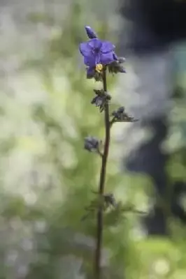 POLEMONIUM caeruleum