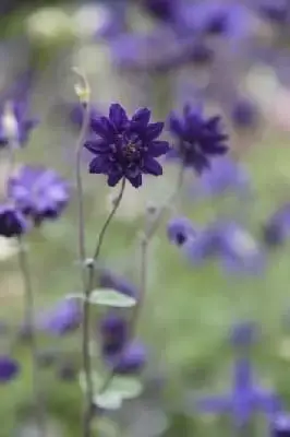 AQUILEGIA vulgaris stellata 'Blue Barlow'