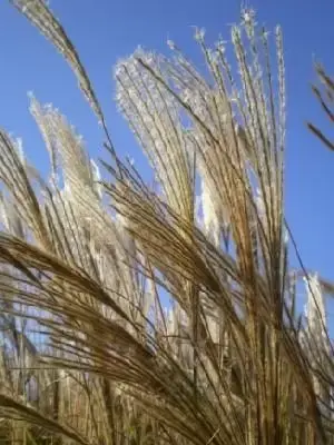 MISCANTHUS sinensis 'Hermann Mussel'