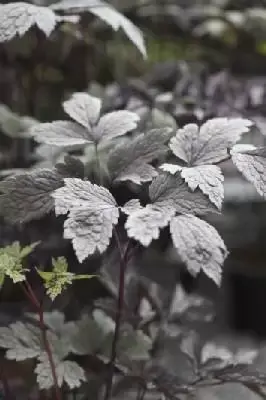 ACTAEA simplex 'Brunette' - image 3