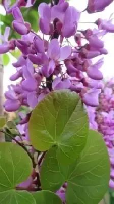 CERCIS siliquastrum