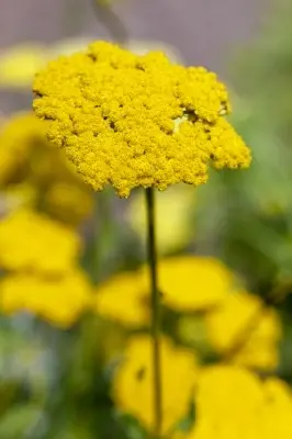 ACHILLEA 'Coronation Gold' - image 1