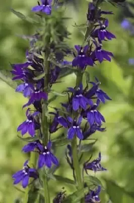 LOBELIA siphilitica 'Blue'