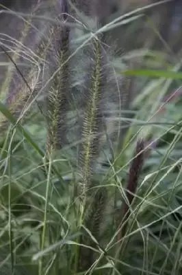 PENNISETUM alopecuroides 'Red Head' - image 1
