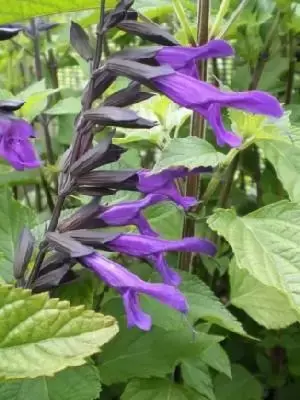 SALVIA 'Amistad'