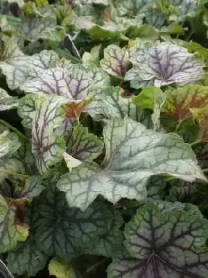 HEUCHERA 'Green Spice' - image 1