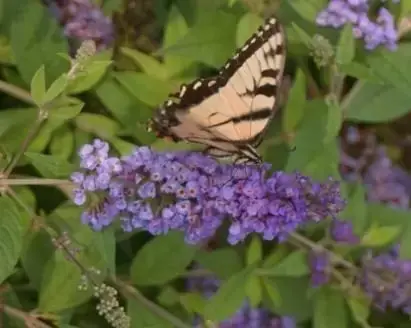 BUDDLEJA 'Blue Chip'