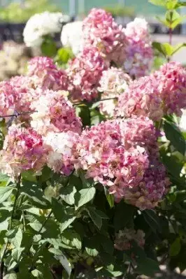 HYDRANGEA paniculata 'Fire Light' - image 3