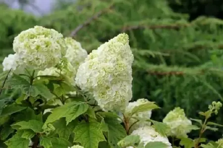 HYDRANGEA quercifolia 'Gatsby Moon' - image 1