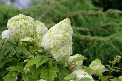 HYDRANGEA quercifolia 'Gatsby Moon'