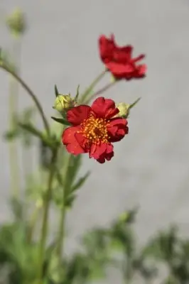 GEUM 'Mrs J. Bradshaw'