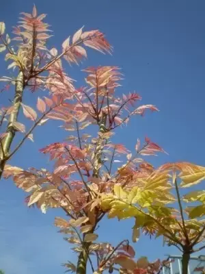 TOONA sinensis 'Flamingo' - image 1