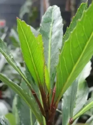 PSEUDOPANAX 'Moa's Toes'