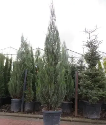 JUNIPERUS scopulorum 'Blue Arrow'