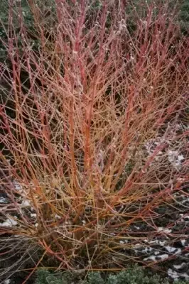 CORNUS sanguinea 'Midwinter Fire' - image 2