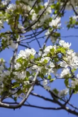 MALUS baccata 'Street Parade'