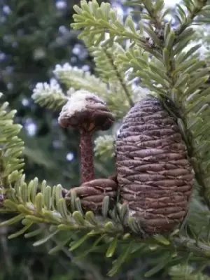 ABIES koreana