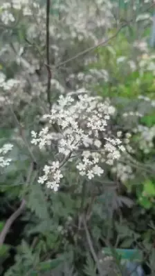 ANTHRISCUS sylvestris 'Ravenswing'