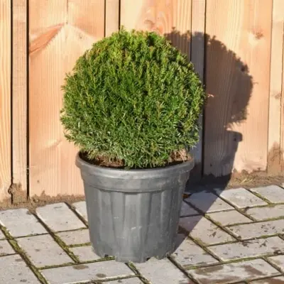 TAXUS baccata