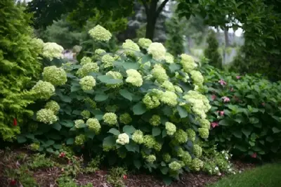 HYDRANGEA arborescens 'Lime Rickey'