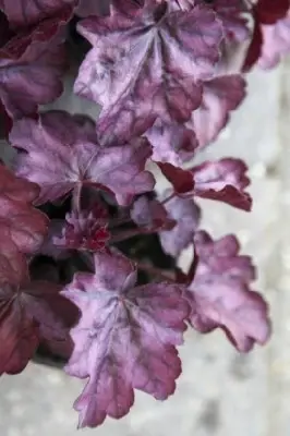 HEUCHERA 'Wild Rose' - image 1