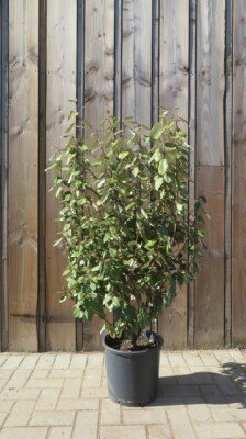 ELAEAGNUS x ebbingei 'Compacta'
