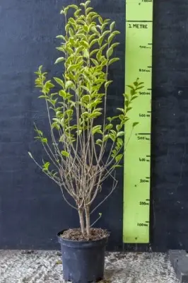 LIGUSTRUM ovalifolium 'Aureum'