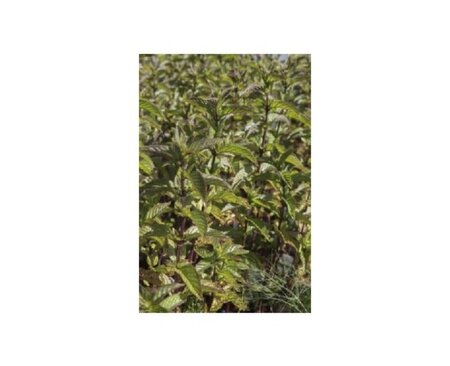 MENTHA piperita 'Chocolate Mint'