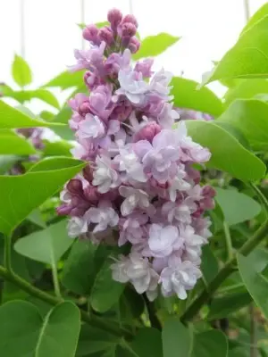 SYRINGA vulgaris 'Michel Buchner'