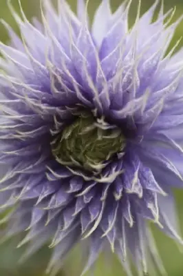 CLEMATIS 'Multi Blue' - image 2