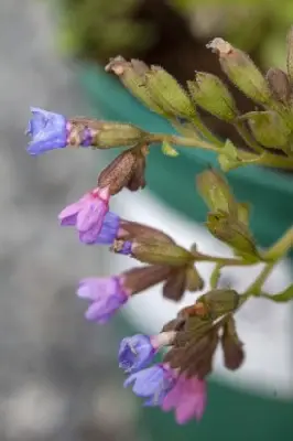 PULMONARIA 'Majeste'