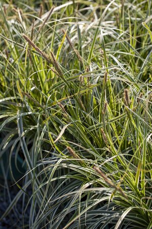 CAREX 'Feather Falls'