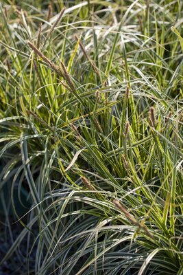 CAREX 'Feather Falls'