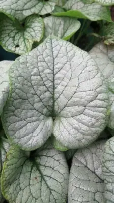 BRUNNERA macrophylla 'Looking Glass'