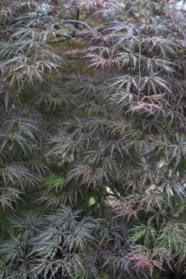 ACER palmatum dissectum 'Garnet' - image 1