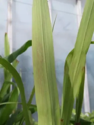 CYMBOPOGON citratus (Lemon Grass)